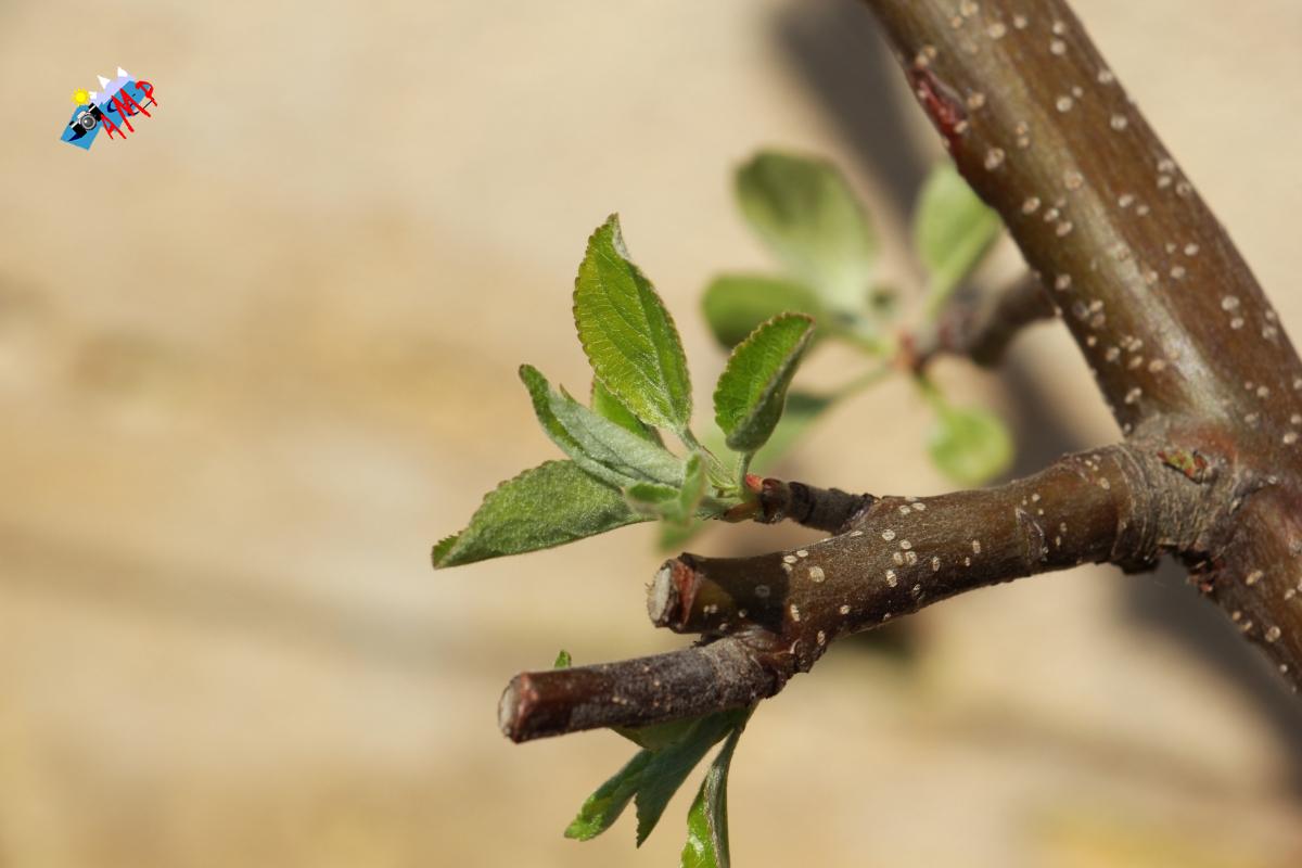N2014-04_11_IMG_2180-Pommier Golden Delicious_HG